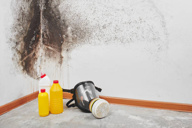 Best Bathroom Mold Remediation in Prichard, AL