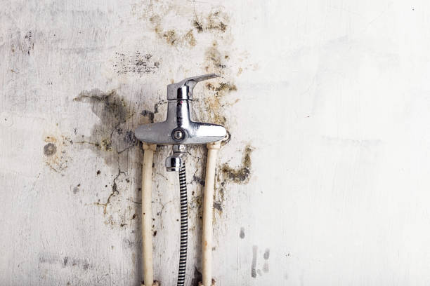 Best Preventive Mold Services in Prichard, AL