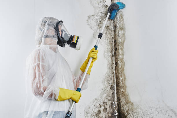 Best Basement Mold Remediation in Prichard, AL