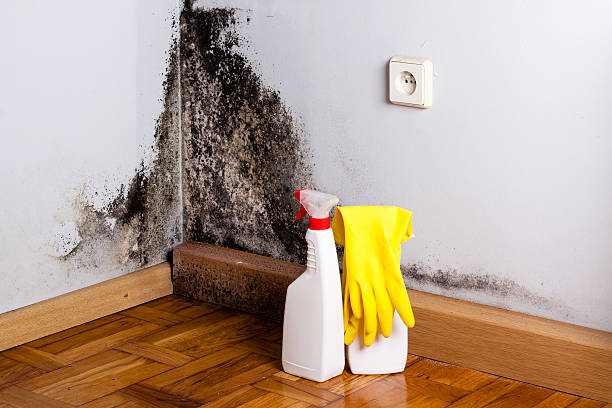 Trusted Prichard, AL Mold Remediation Experts