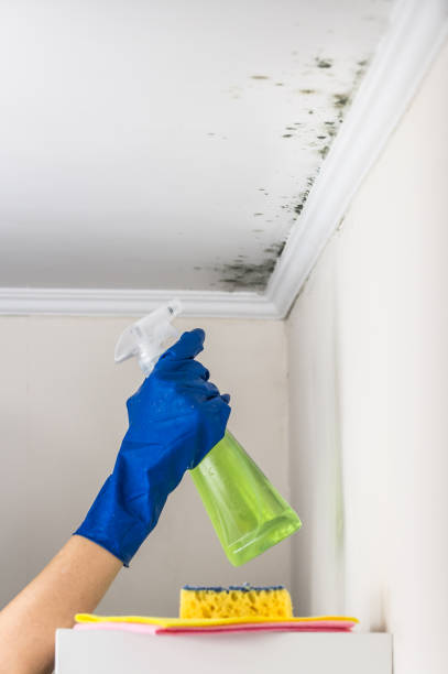 Best Attic Mold Remediation in Prichard, AL